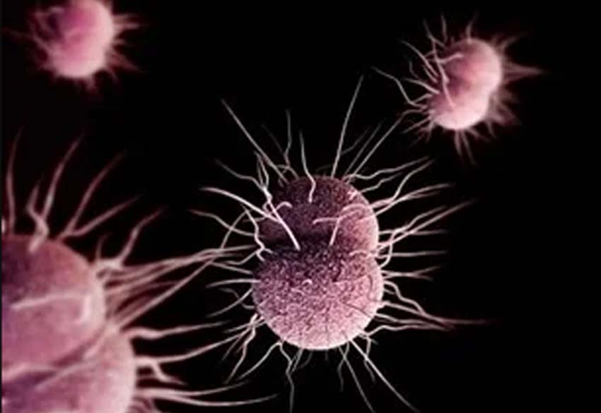 Prime mechanism for antimicrobial resistance in gonorrhea superbug